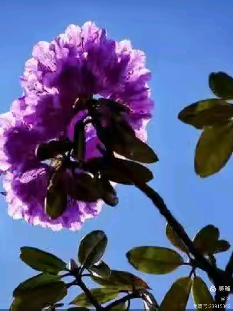 千朵香花飘翠岭,万株仙草艳阳天